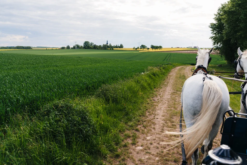 Two white horses pull a carriage along a dirt road, next to a green cornfield under a cloudy sky