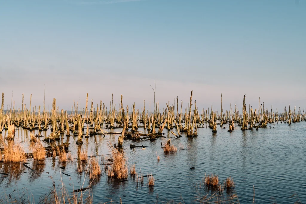 Deadwood surrounded by water